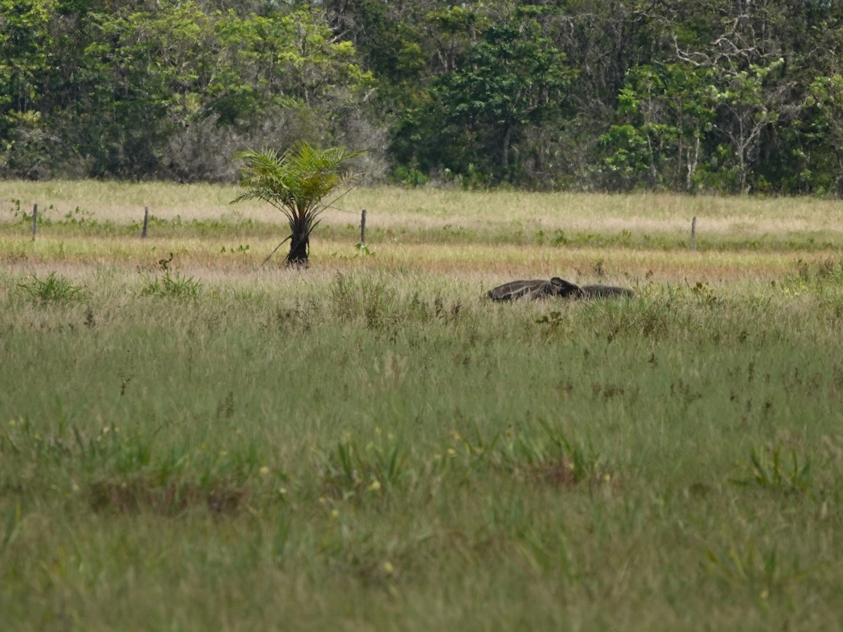 Giant Anteater - ML639599241