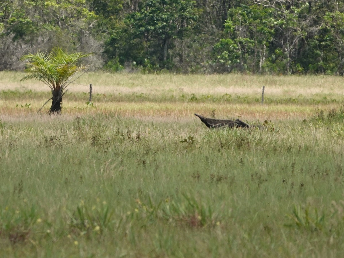 Giant Anteater - ML639599243