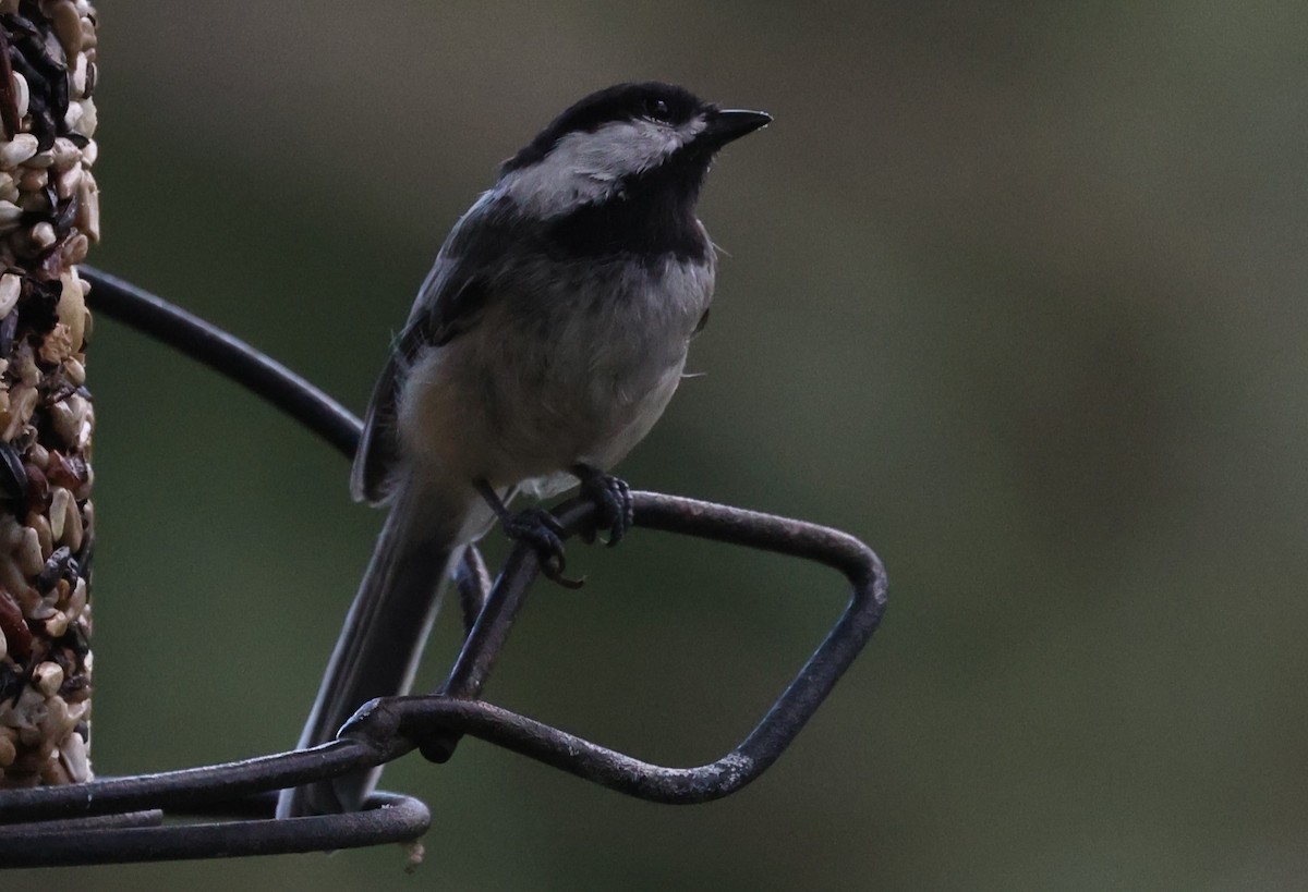 Black-capped Chickadee - ML639599276