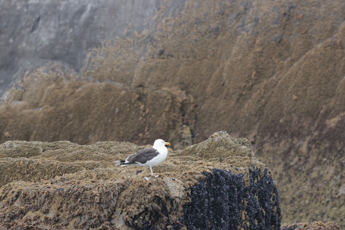 Great Black-backed Gull - ML639599303