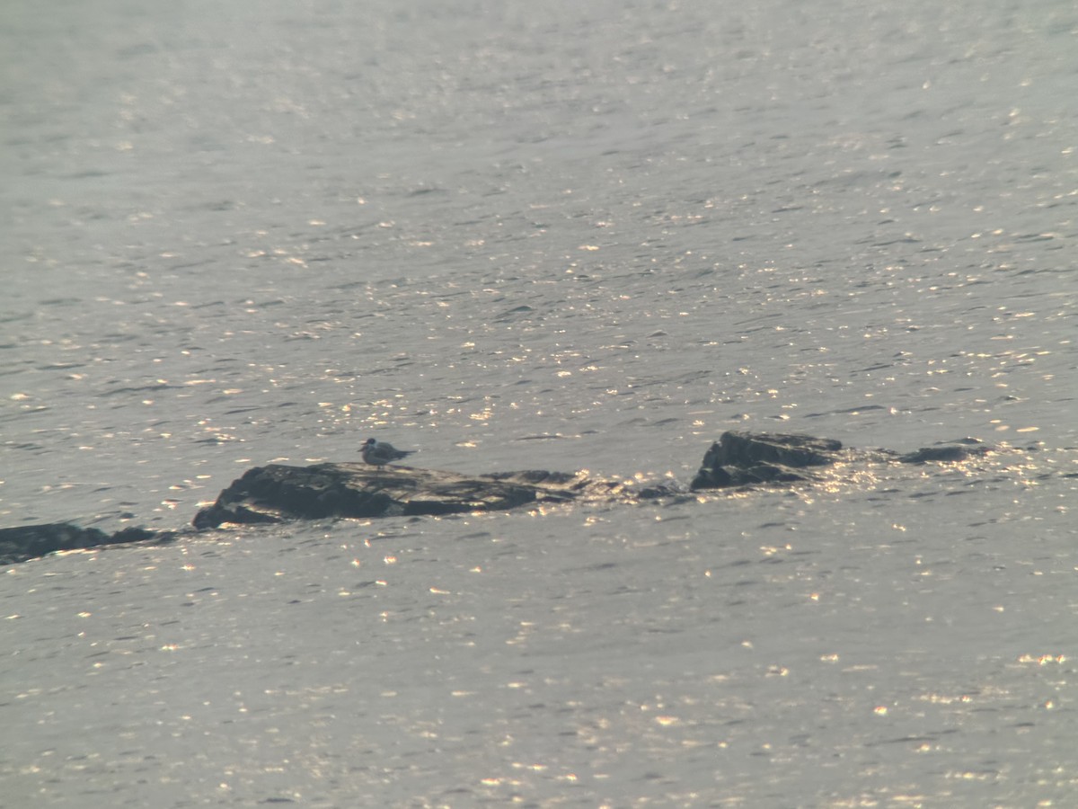 Bonaparte's Gull - ML639599307