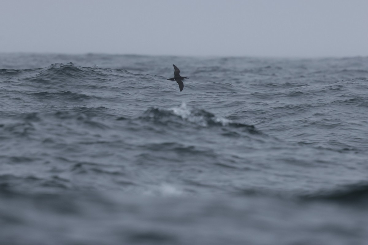 Manx Shearwater - ML639599311