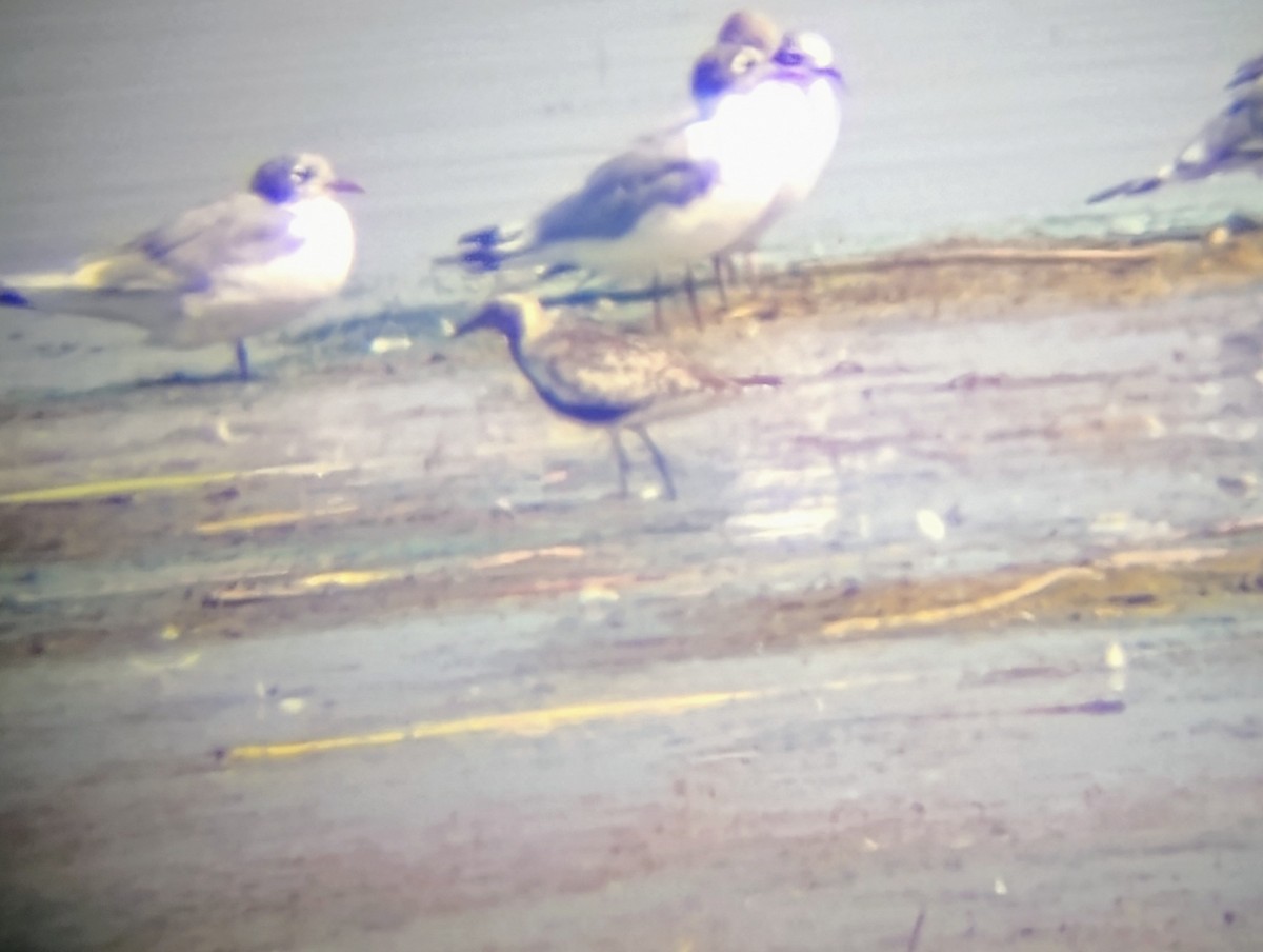 Black-bellied Plover - ML639599327