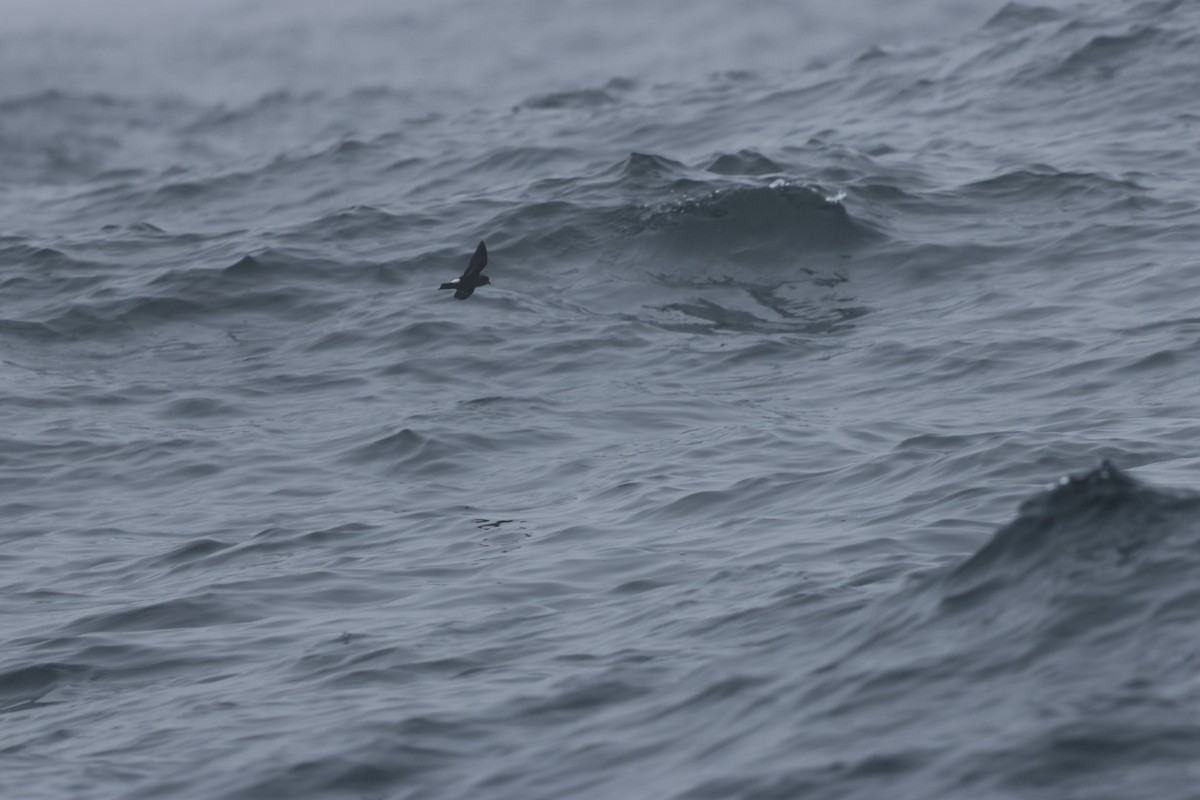 European Storm-Petrel - ML639599335