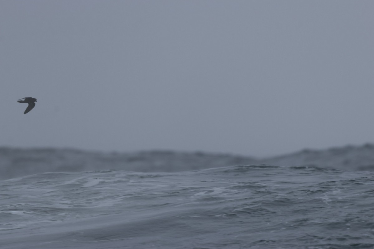 European Storm-Petrel - ML639599338