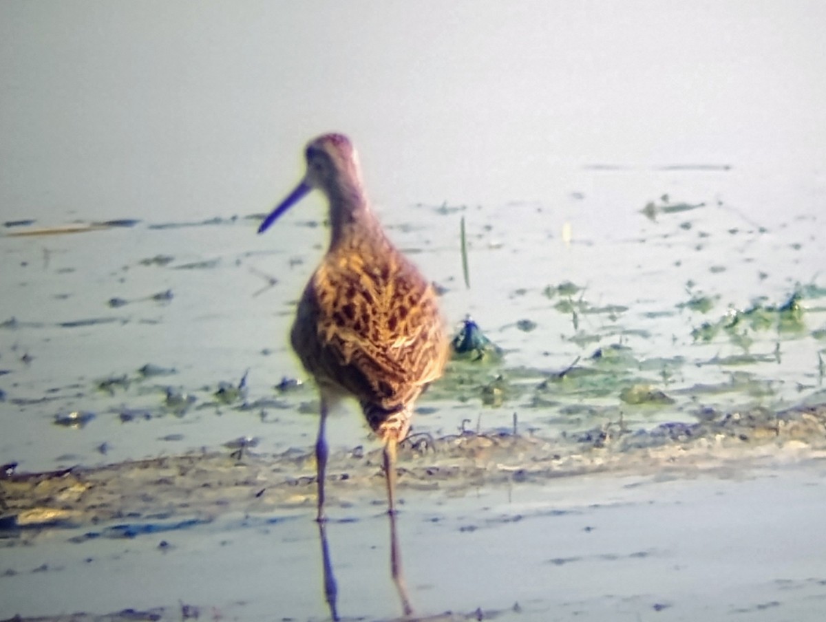 Short-billed Dowitcher - ML639599342