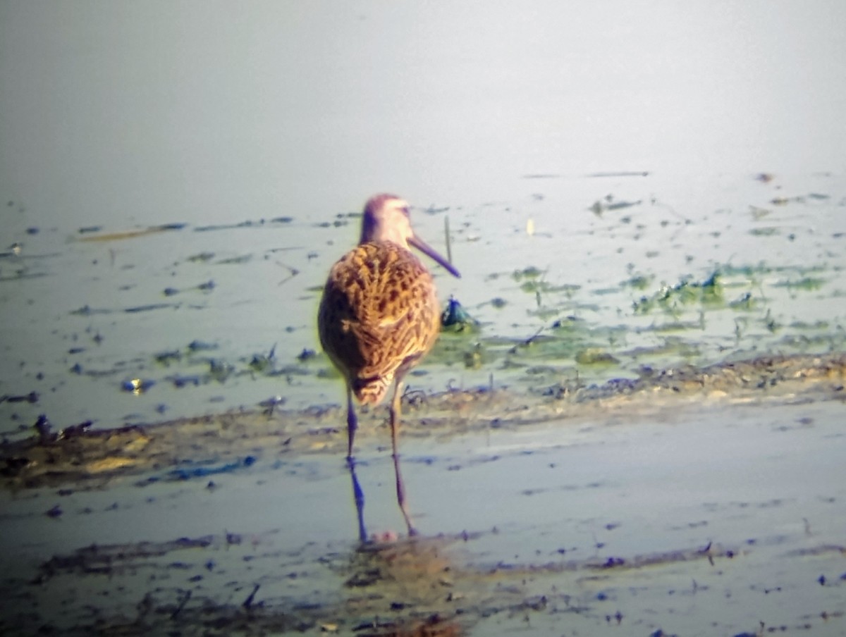 Short-billed Dowitcher - ML639599343