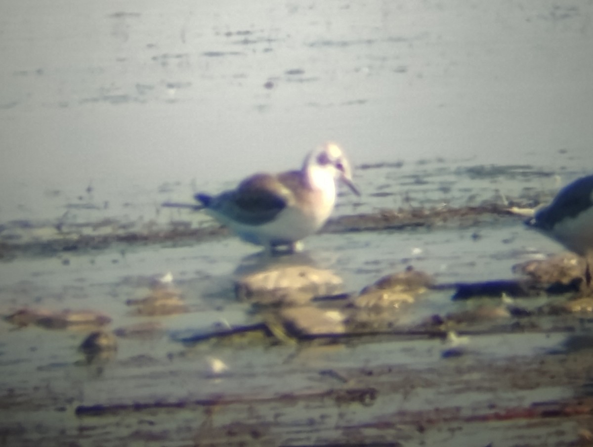 Bonaparte's Gull - ML639599371