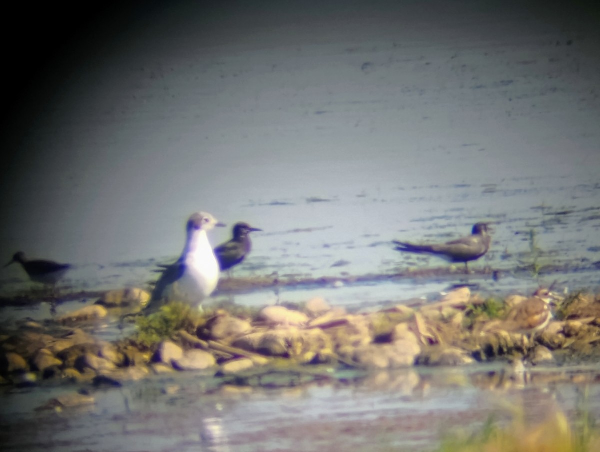 Black Tern - ML639599382