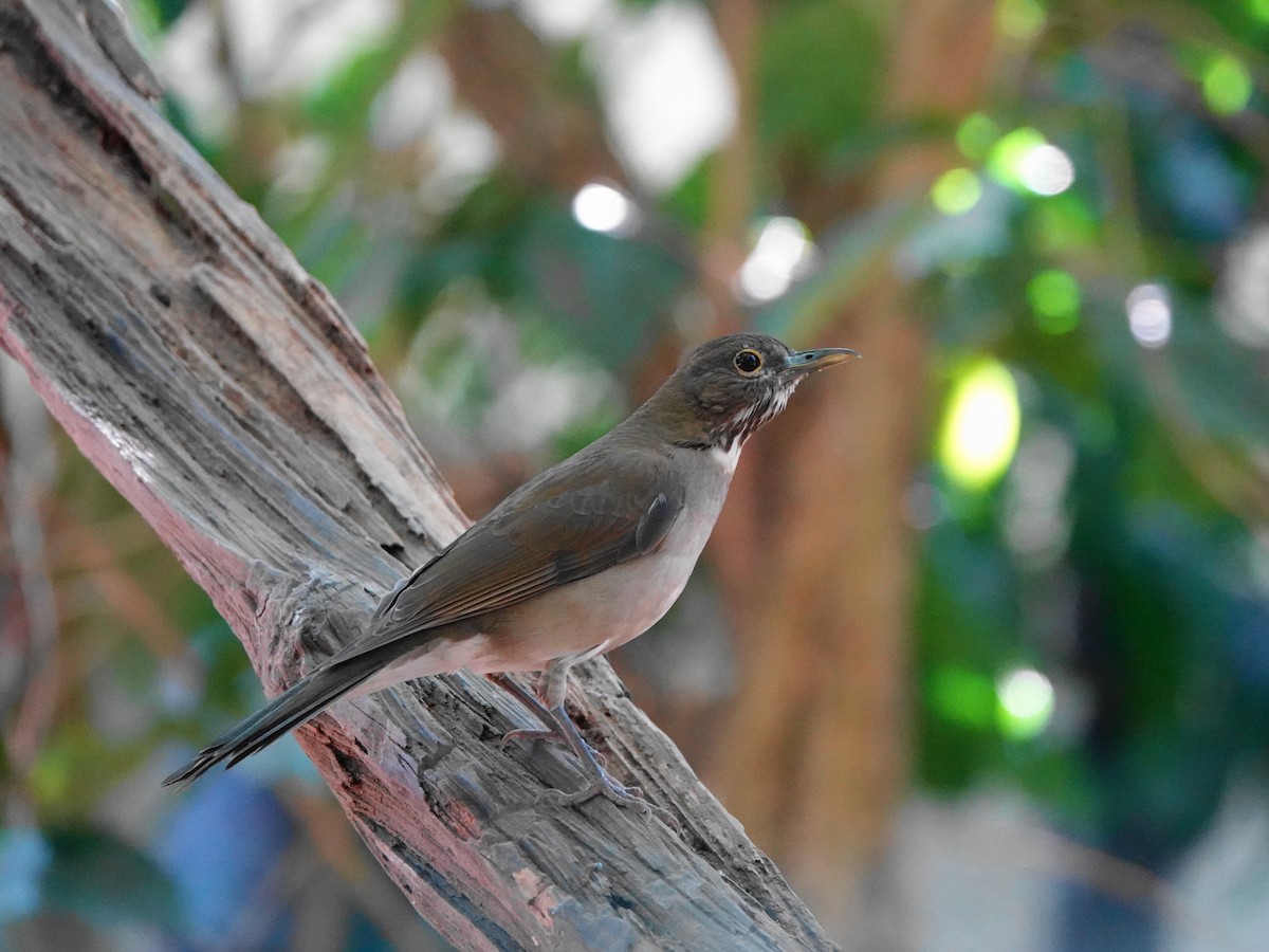 White-throated Thrush - ML639599401