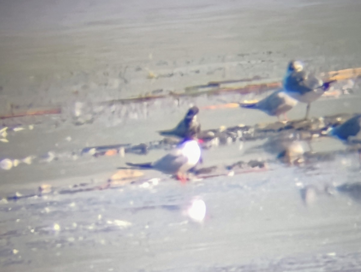 Common Tern - ML639599405