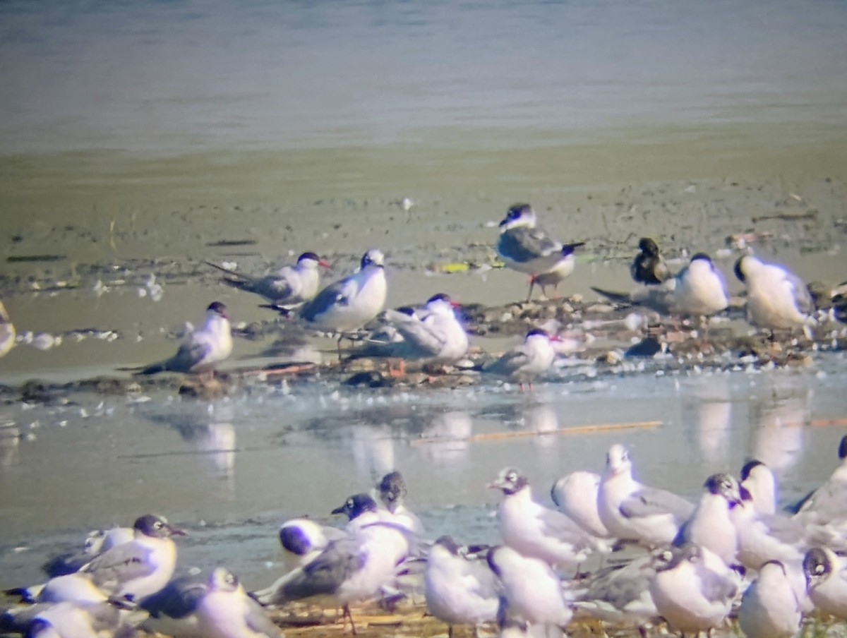 Common Tern - ML639599406