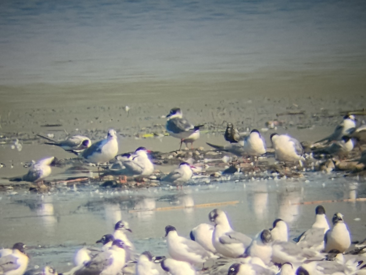 Common Tern - ML639599407