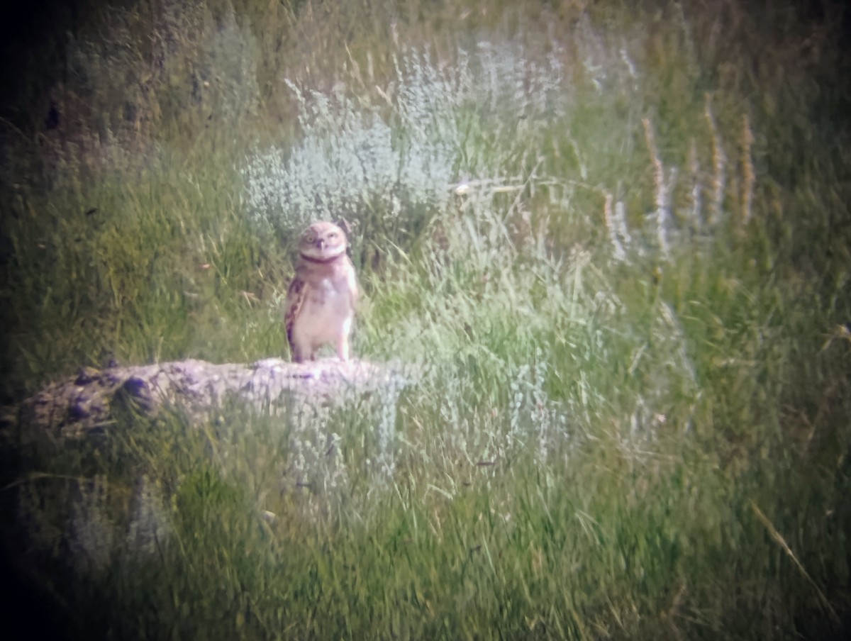 Burrowing Owl - ML639599424