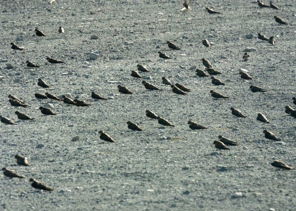 灰沙燕 - ML639599466