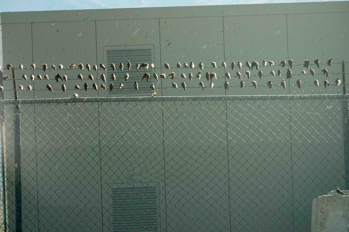 灰沙燕 - ML639599473