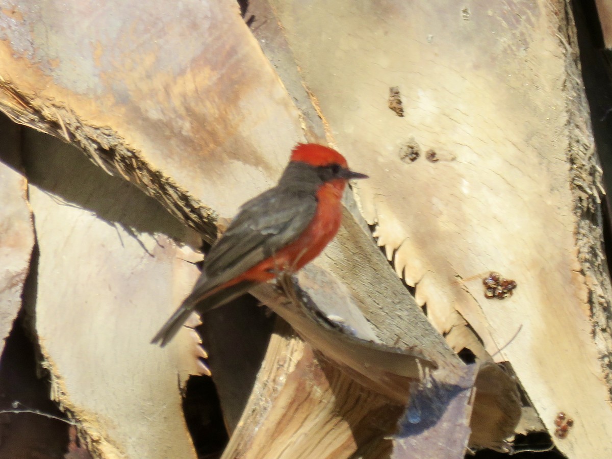 Vermilion Flycatcher - ML639599509