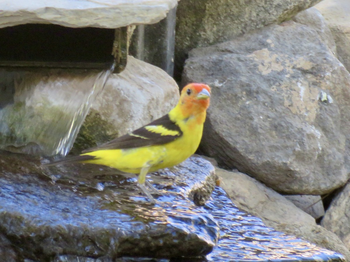Western Tanager - ML639599538