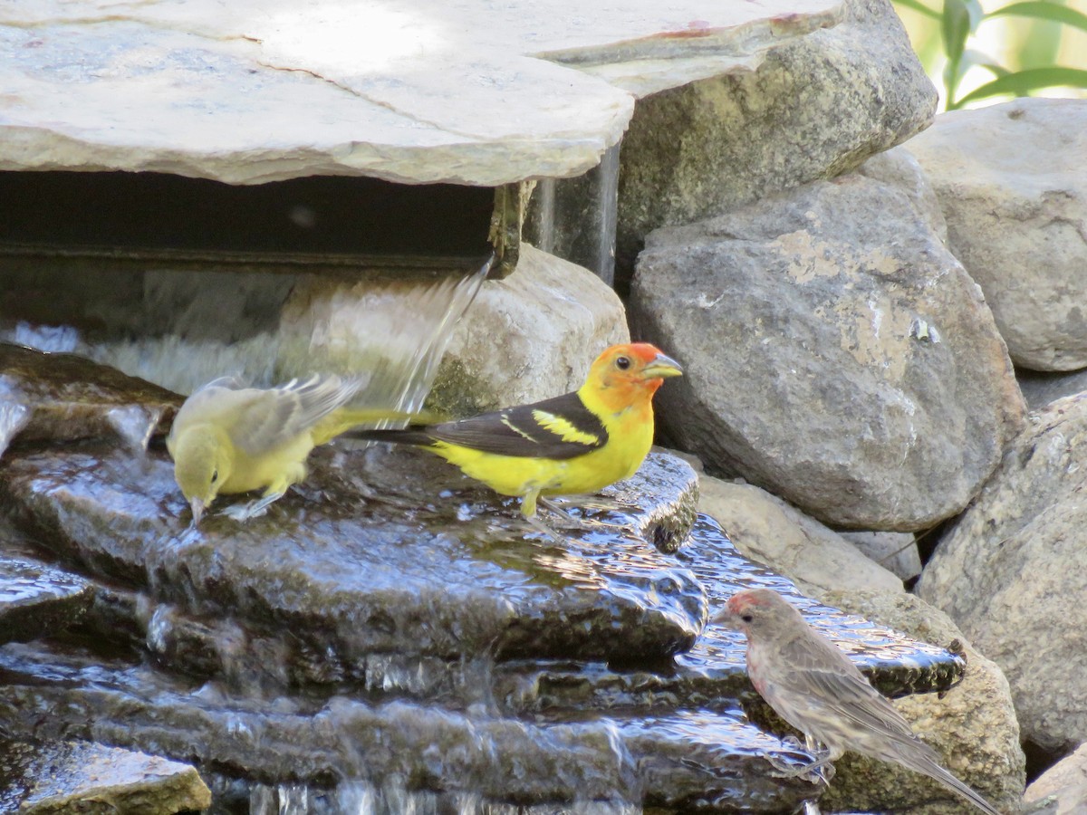 Western Tanager - ML639599539