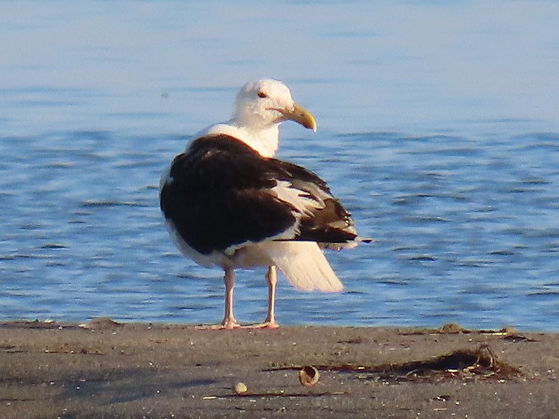 Great Black-backed Gull - ML639599658