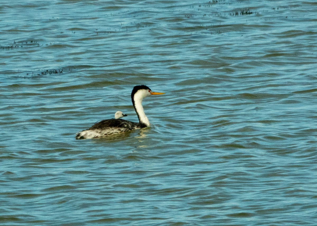 Clark's Grebe - ML639599694