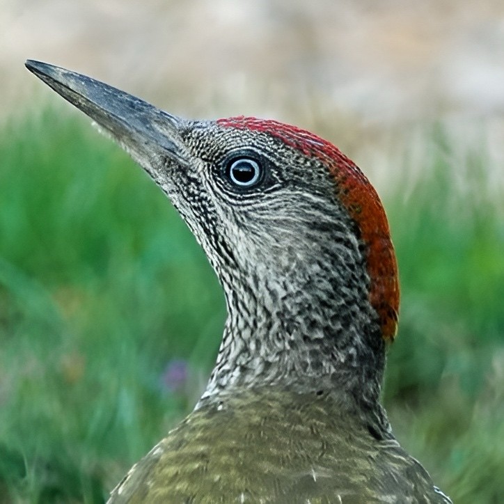 Eurasian Green Woodpecker - ML639599767