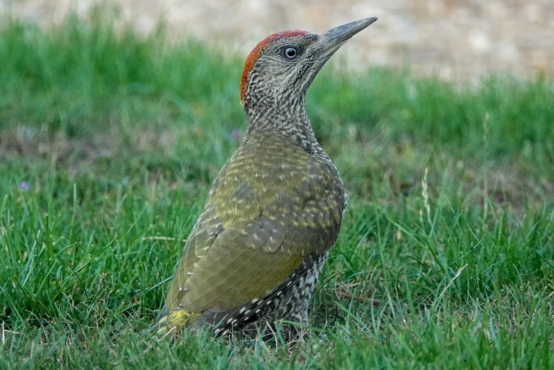 Eurasian Green Woodpecker - ML639599768