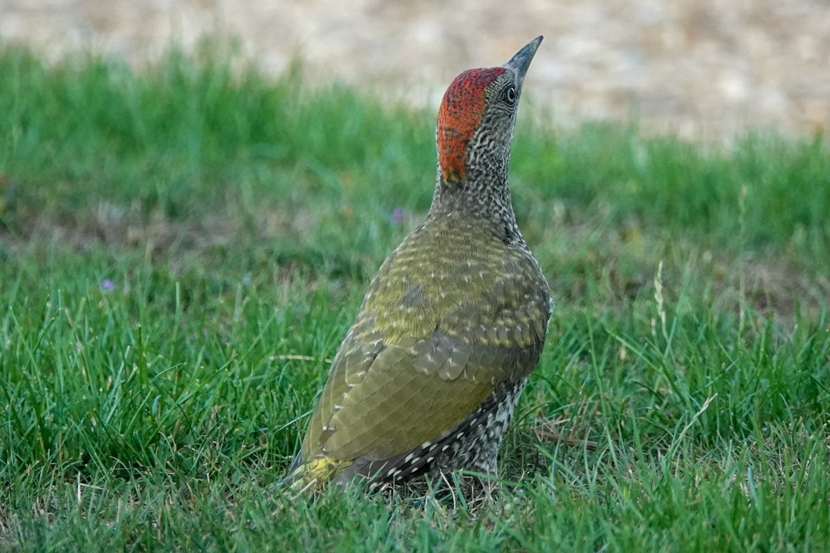 Eurasian Green Woodpecker - ML639599769