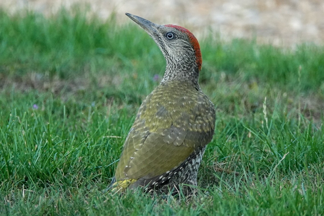 Eurasian Green Woodpecker - ML639599770