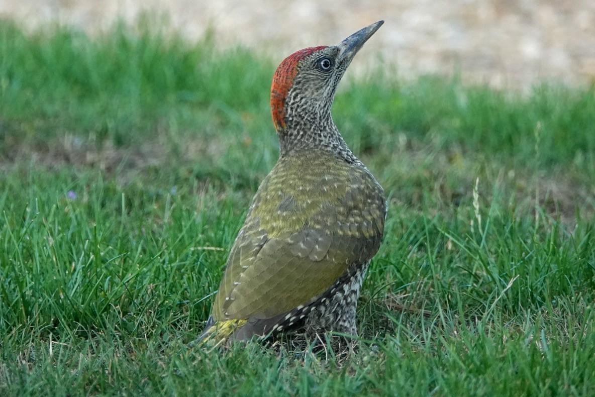 Eurasian Green Woodpecker - ML639599771