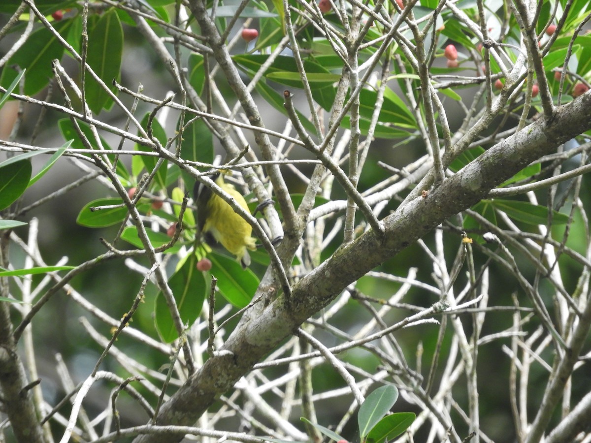Yellow-bellied Tyrannulet - ML639599784