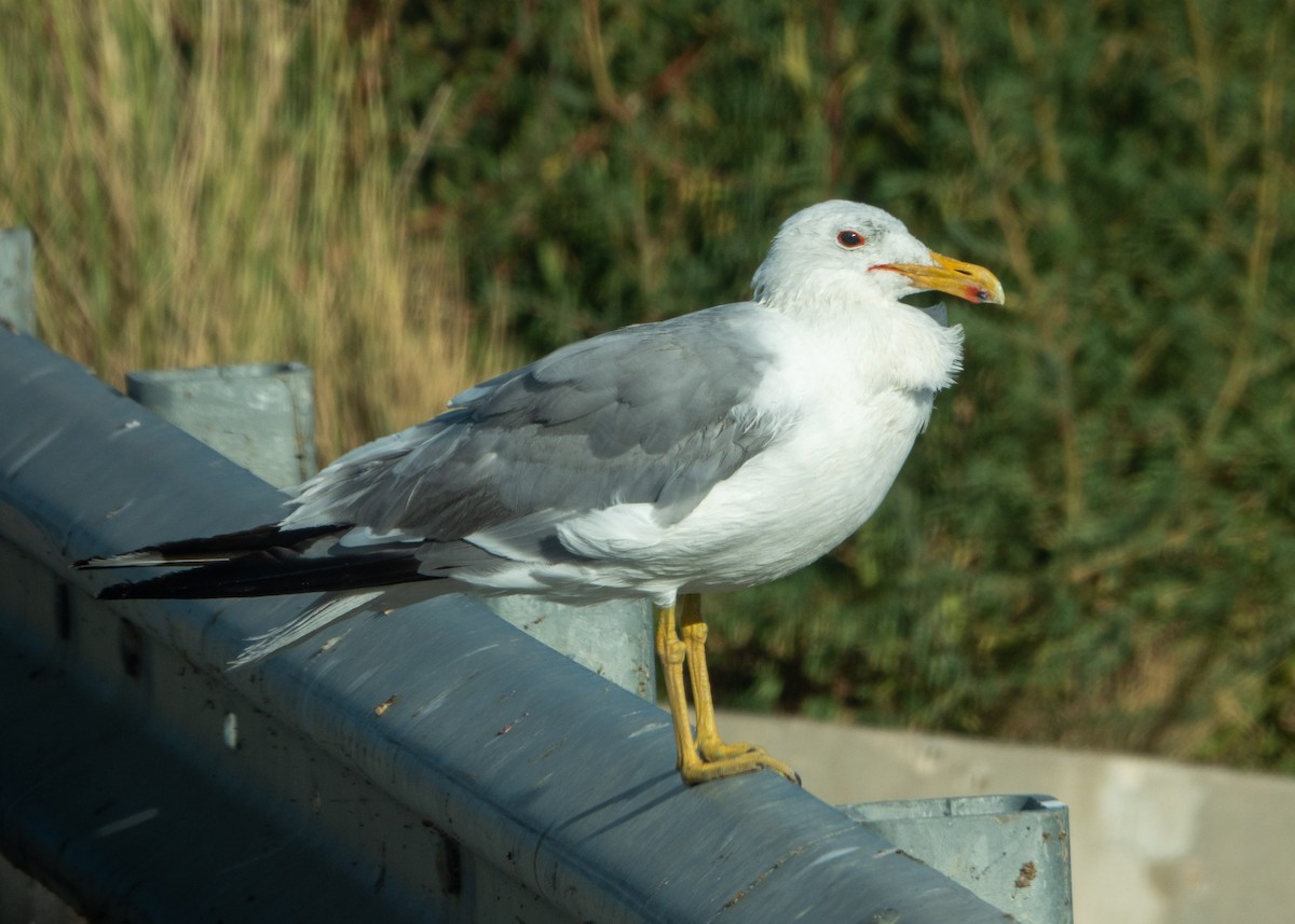 California Gull - ML639599826