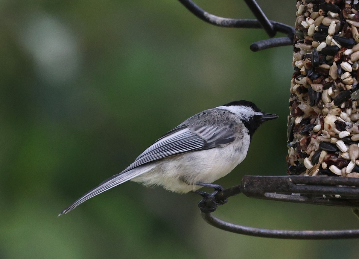 Black-capped Chickadee - ML639599862