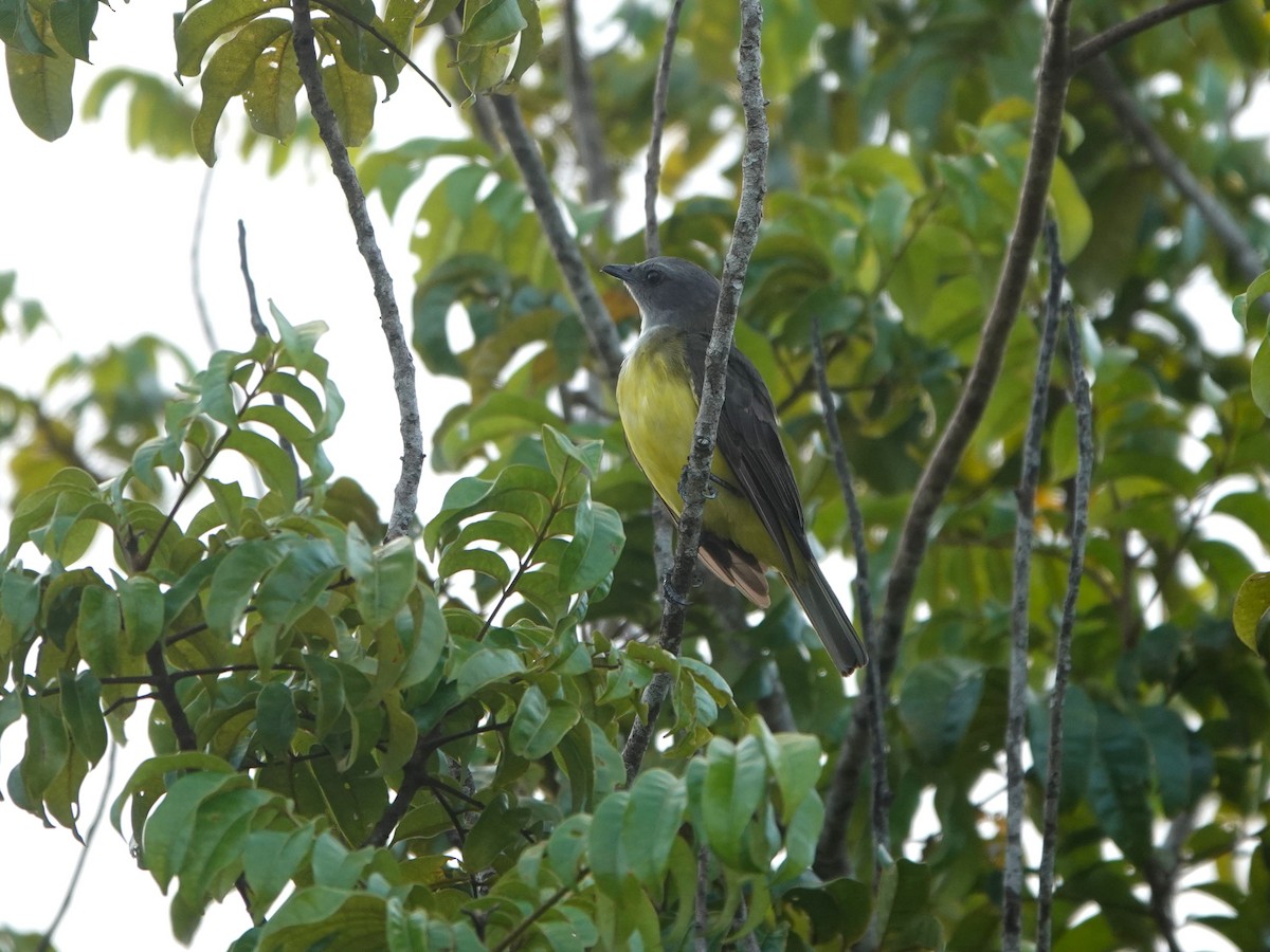 Sulphury Flycatcher - ML639599892