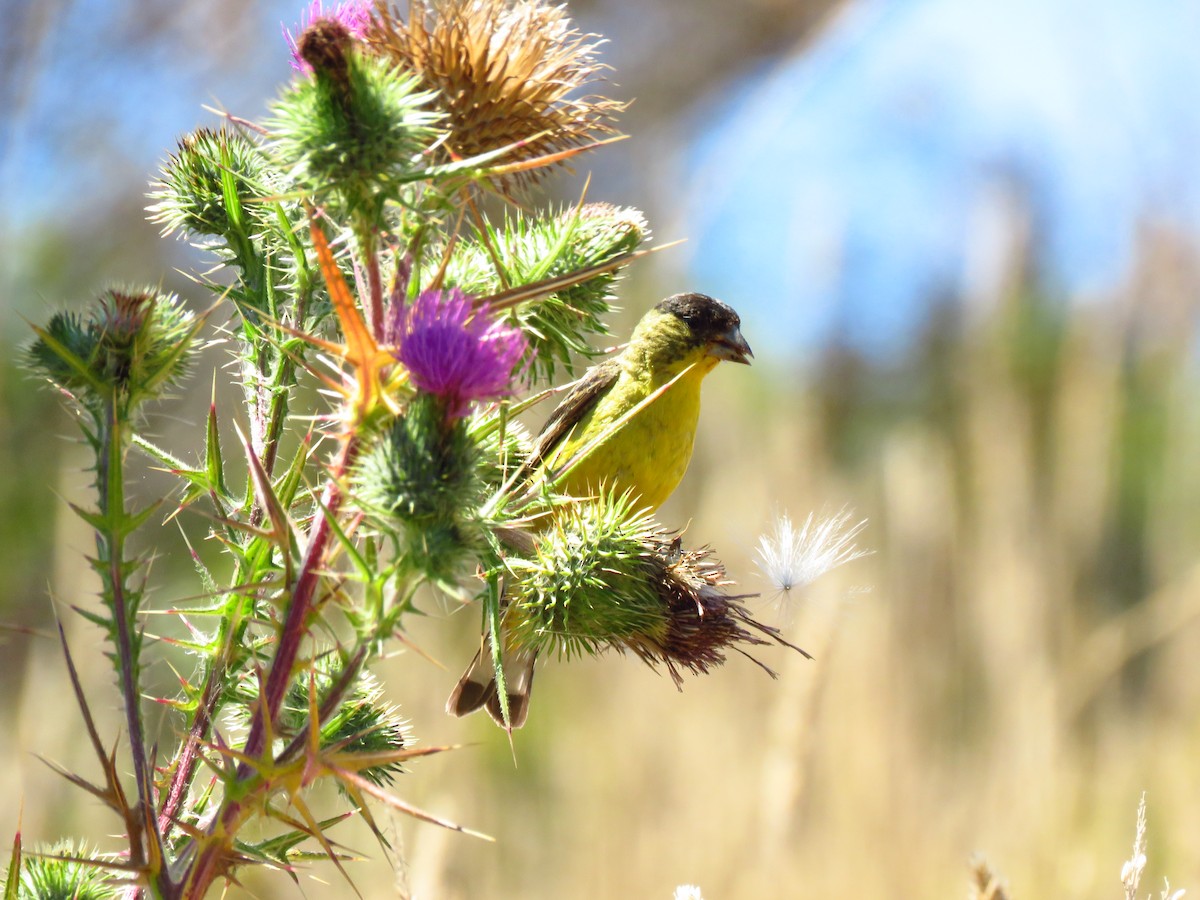 Lesser Goldfinch - ML639599907