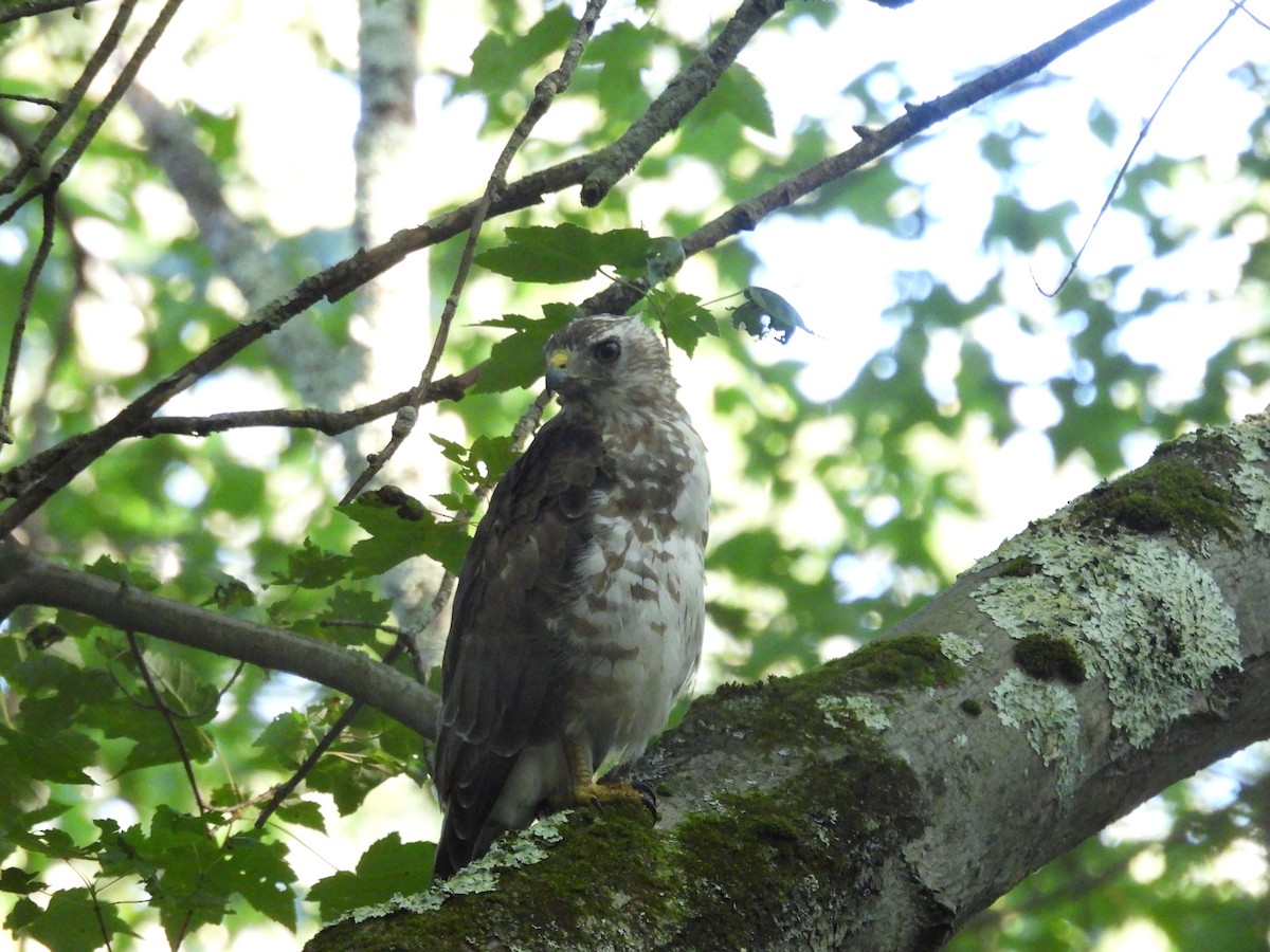 Broad-winged Hawk - ML639599922