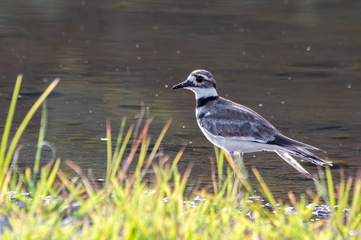 Killdeer - ML639599924