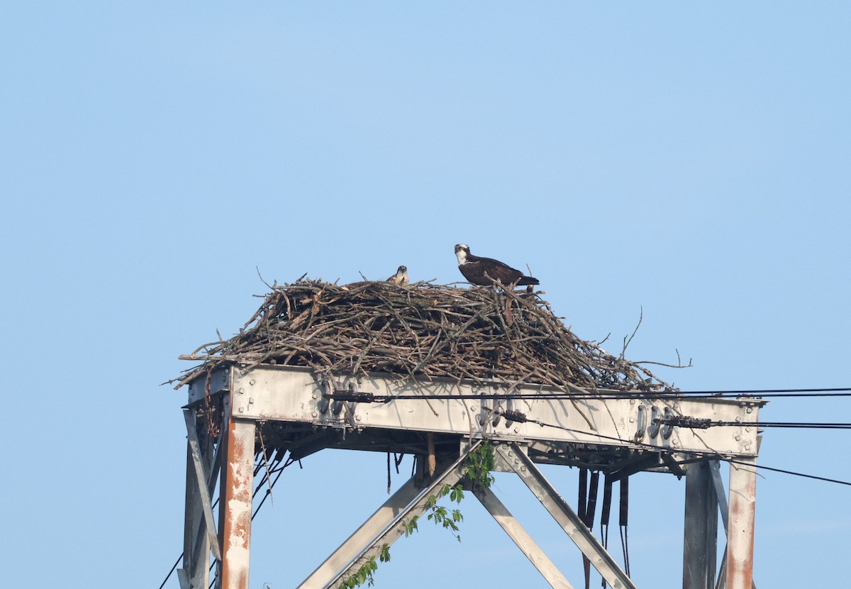 Скопа західна (підвид carolinensis) - ML639599926