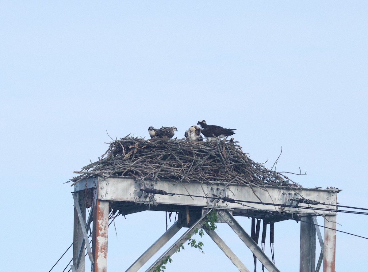 Скопа західна (підвид carolinensis) - ML639599927
