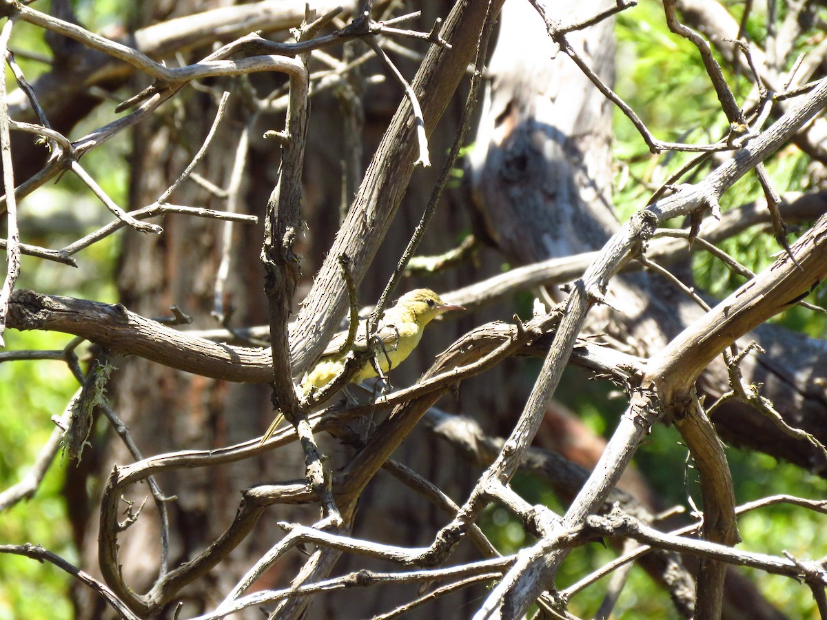 Hooded Oriole - ML639599931