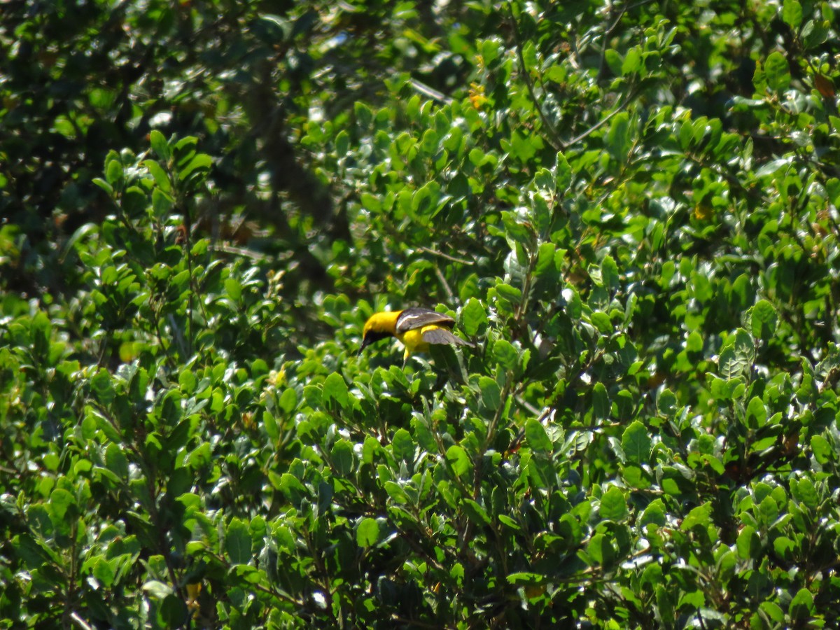 Hooded Oriole - ML639599933