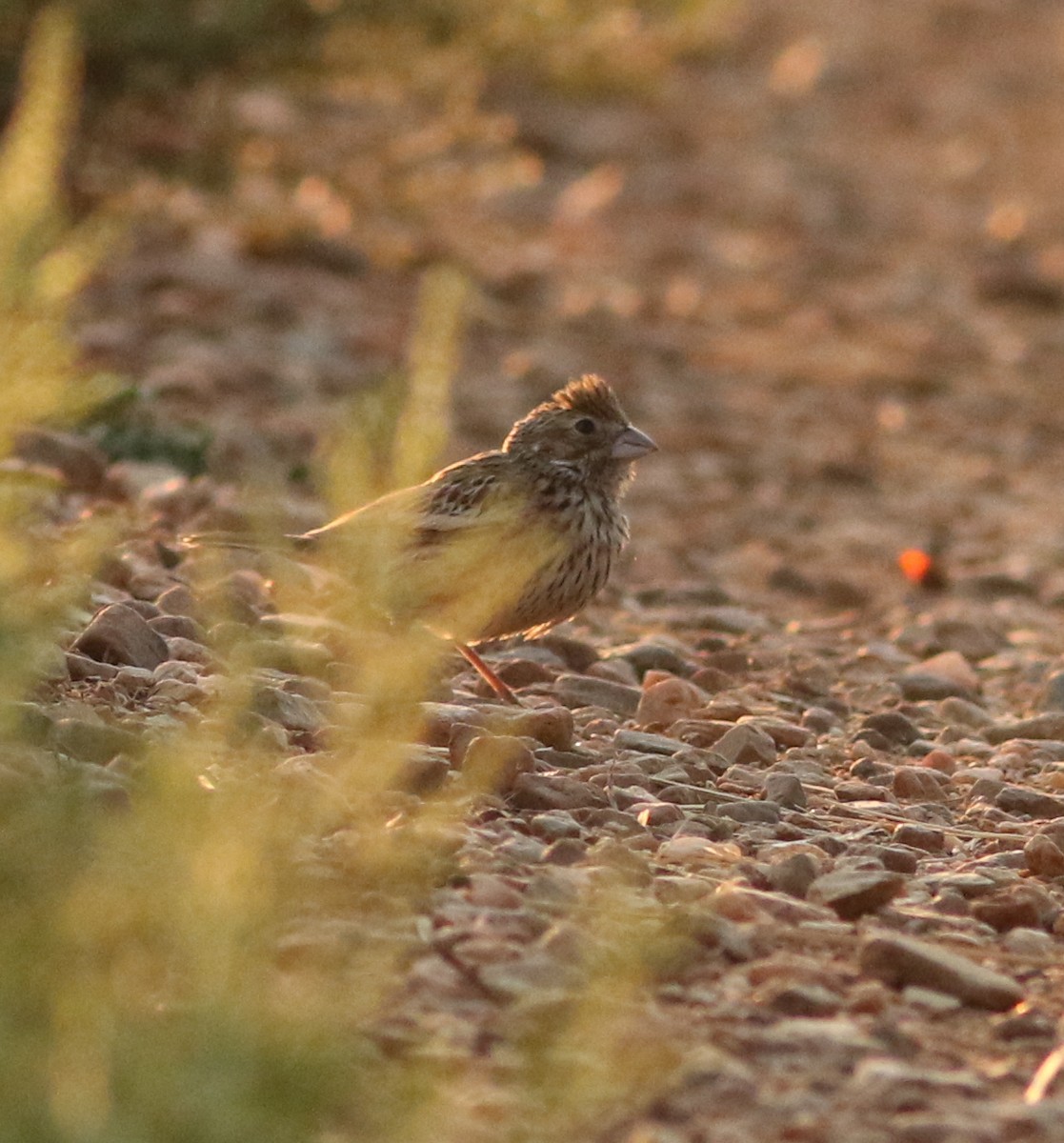 Lark Bunting - ML639599940