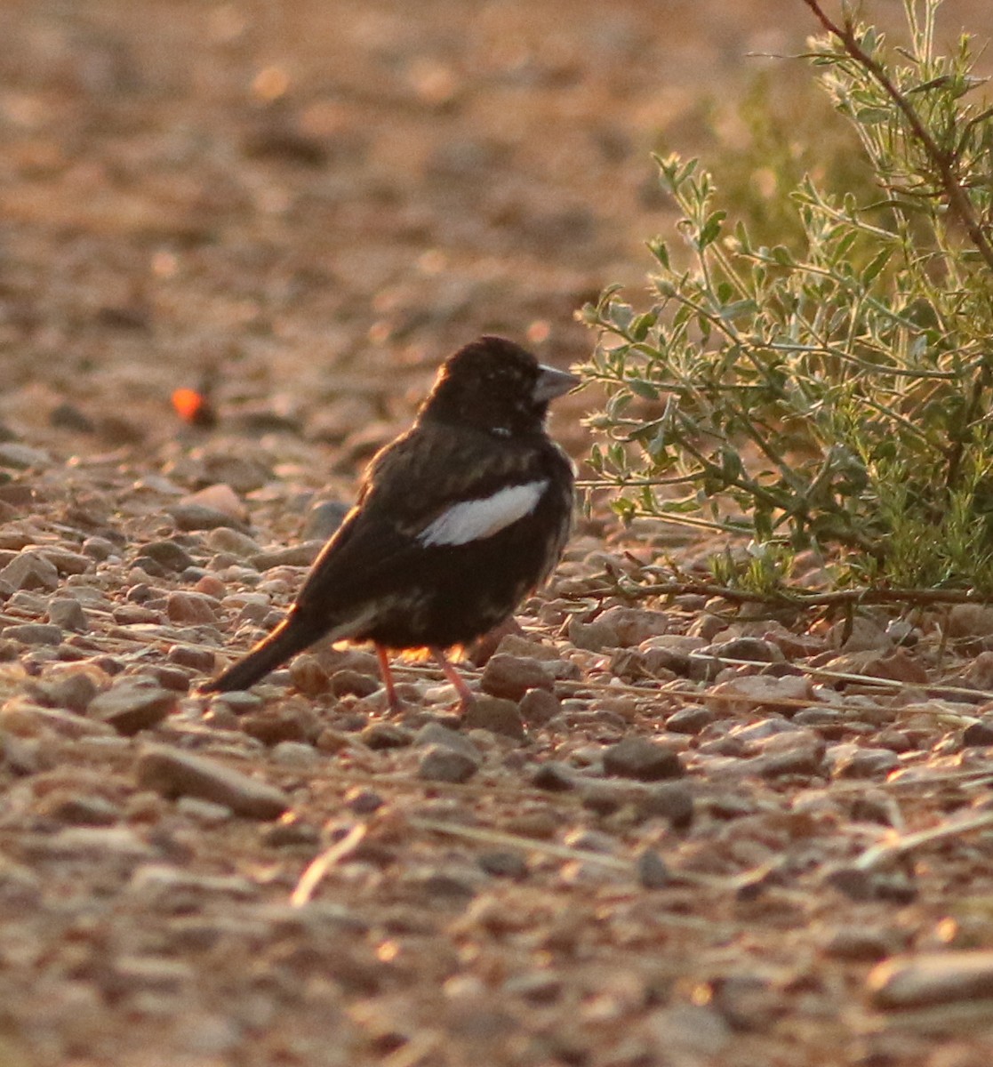 Lark Bunting - ML639599941