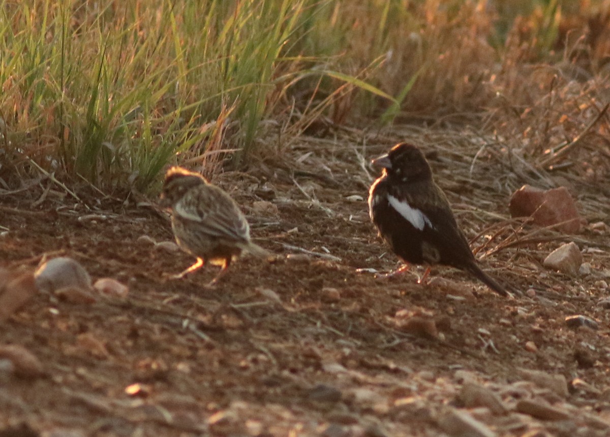 Lark Bunting - ML639599942