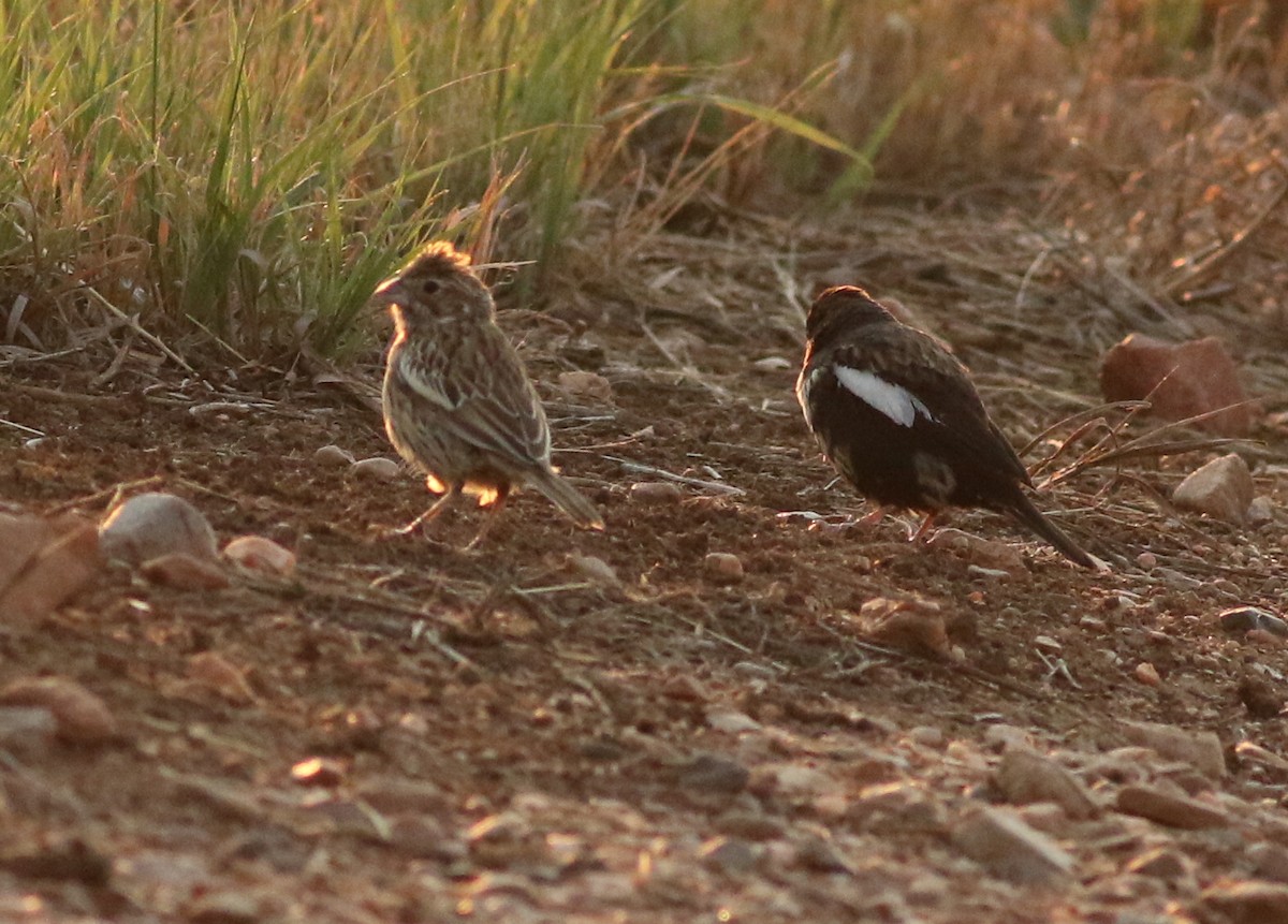 Lark Bunting - ML639599944