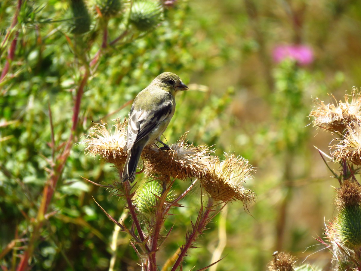 Lesser Goldfinch - ML639599974