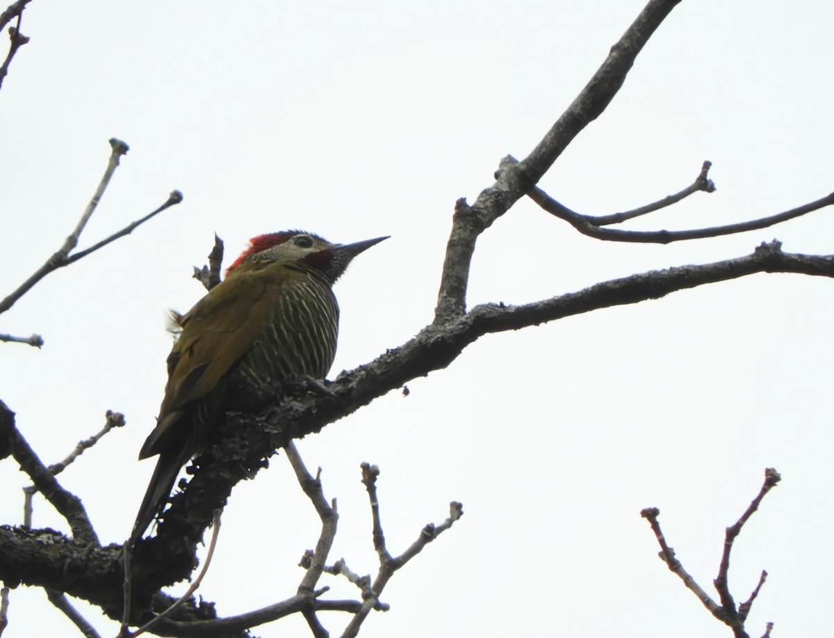 Golden-olive Woodpecker - ML639599984