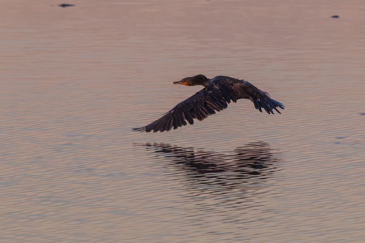 Double-crested Cormorant - ML639600006