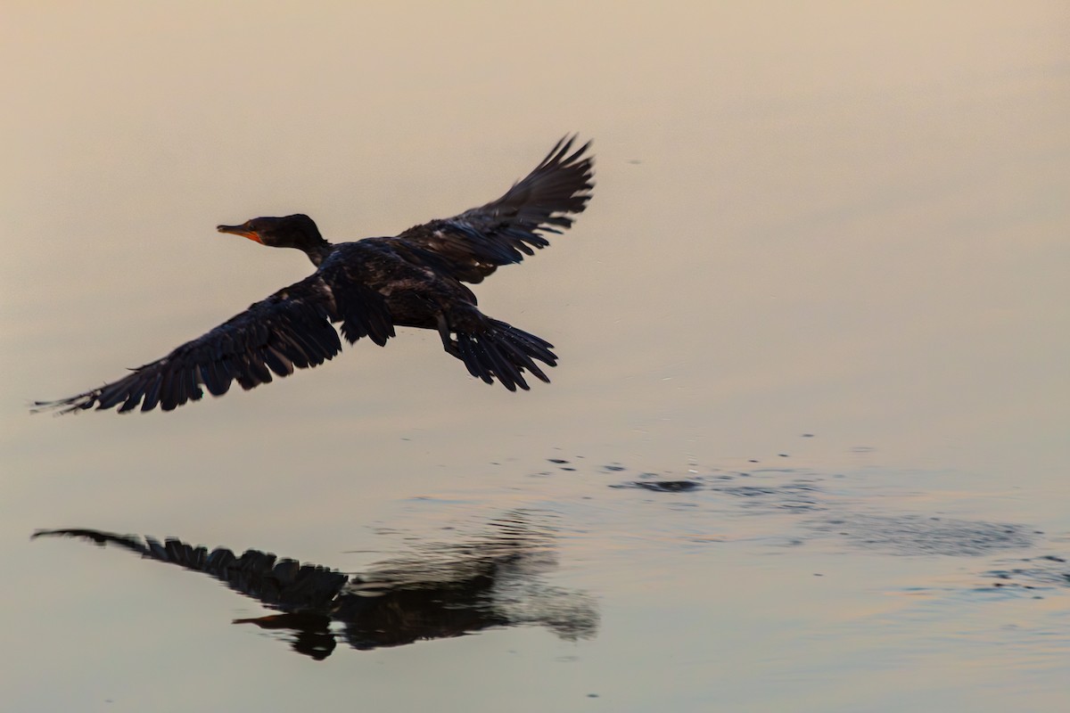 Double-crested Cormorant - ML639600010