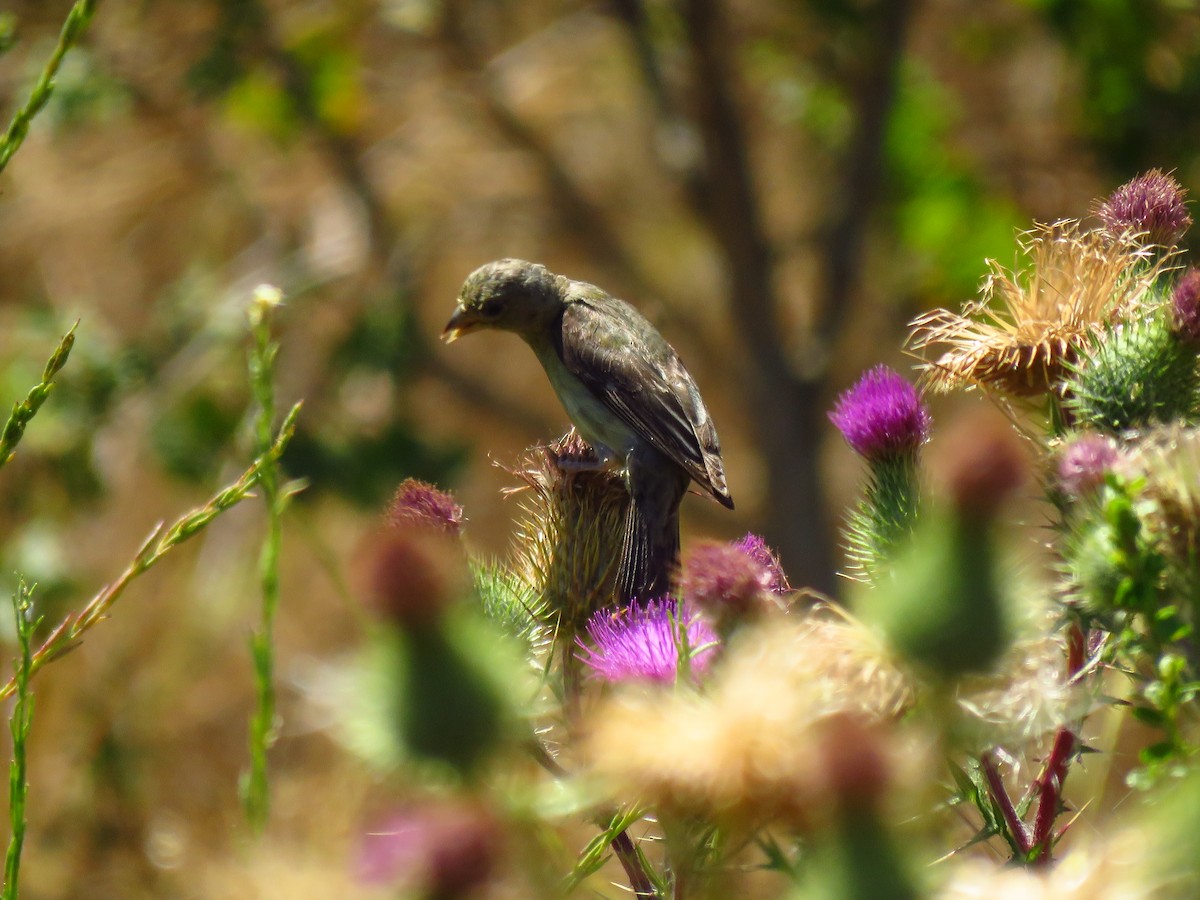 Lesser Goldfinch - ML639600018